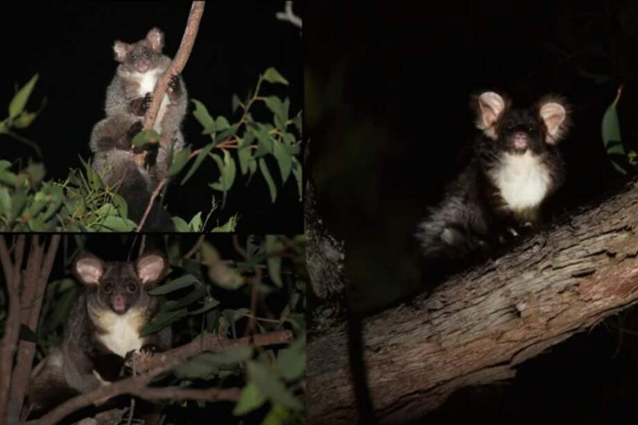 Los planeadores más grandes fueron clasificados como vulnerables por el gobierno de Australia.