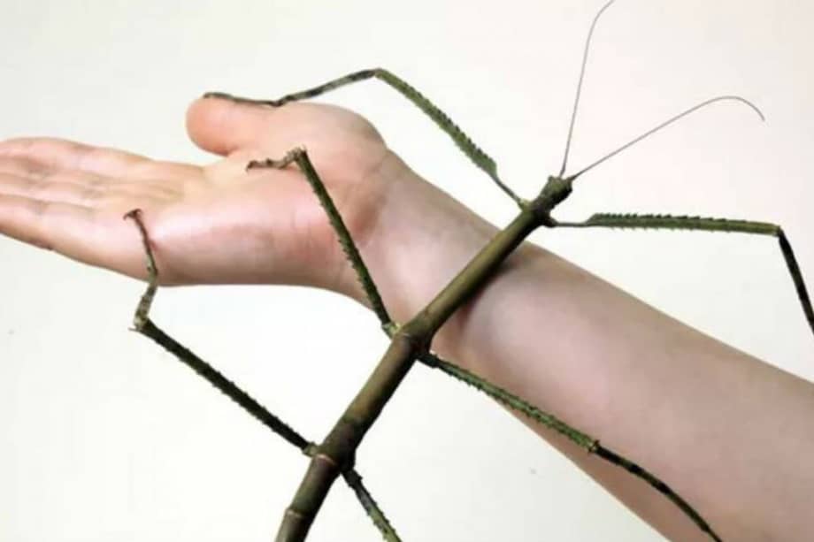 The Insect Museum of West China / china.org.cn