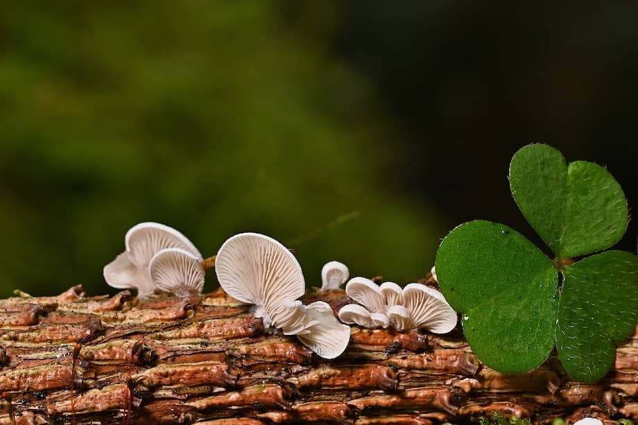 Las primeras muestras de hongos subterráneos serán recolectadas en 2022 en la Patagonia, un proceso que podría tardar hasta 18 meses.