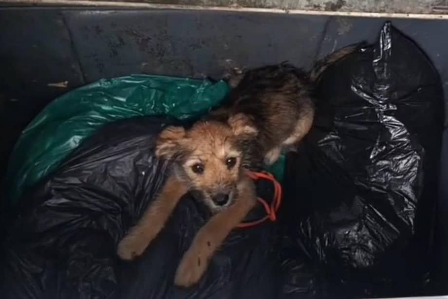 La perrita, que hoy lleva el nombre de Milagros, fue adoptada por un ciudadano que participó en su rescate.