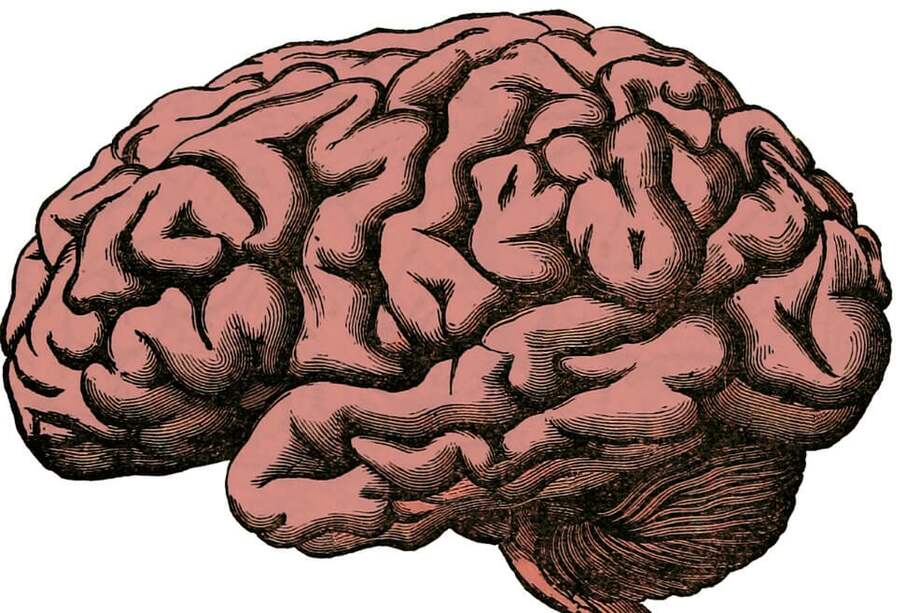 "No son cerebros vivos sino cerebros cuyas células están activas", asegura uno de los autores del estudio, Nenad Sestan. / Pixabay
