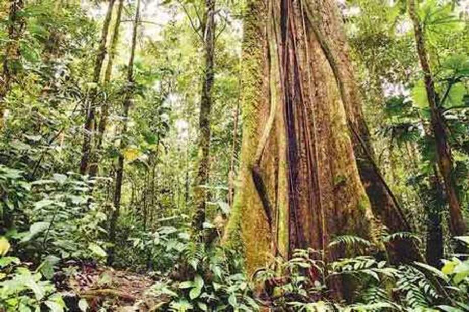 Bosques secundarios, un arma contra el cambio climático en Latinoamérica