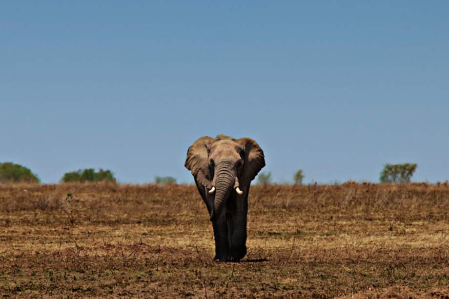 El análisis de ADN a partir de popó de elefantes está permitiendo combatir el tráfico de marfil en África. / Serengeti National Park