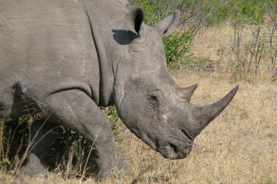 Los cuernos de los rinocerontes blancos son comercializados a muy alto precio en los mercados de China y Vietnam. La especie está en vía de extinción. / Pixabay