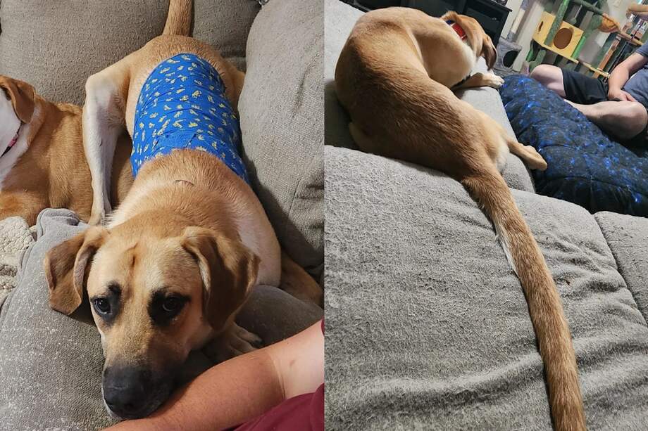 El récord actual del perro con la cola más larga es de cerca de 76 centímetros.