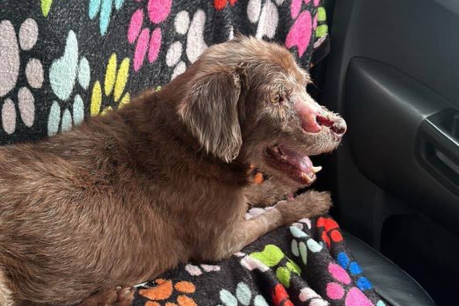 El perro tuvo que someterse a una cirugía de reconstrucción facial.
