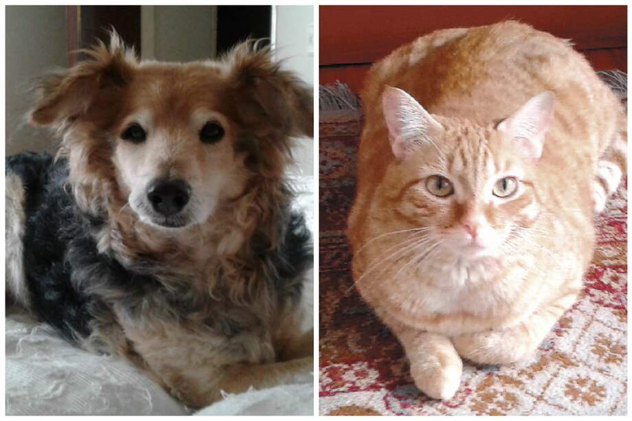 Paprika, una gata medio loca, como cantaba Charly García. Ruperto, el perro amigo.