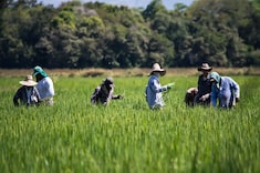 ¿Una oportunidad más para el arroz en Colombia?: las presiones y alternativas del sector