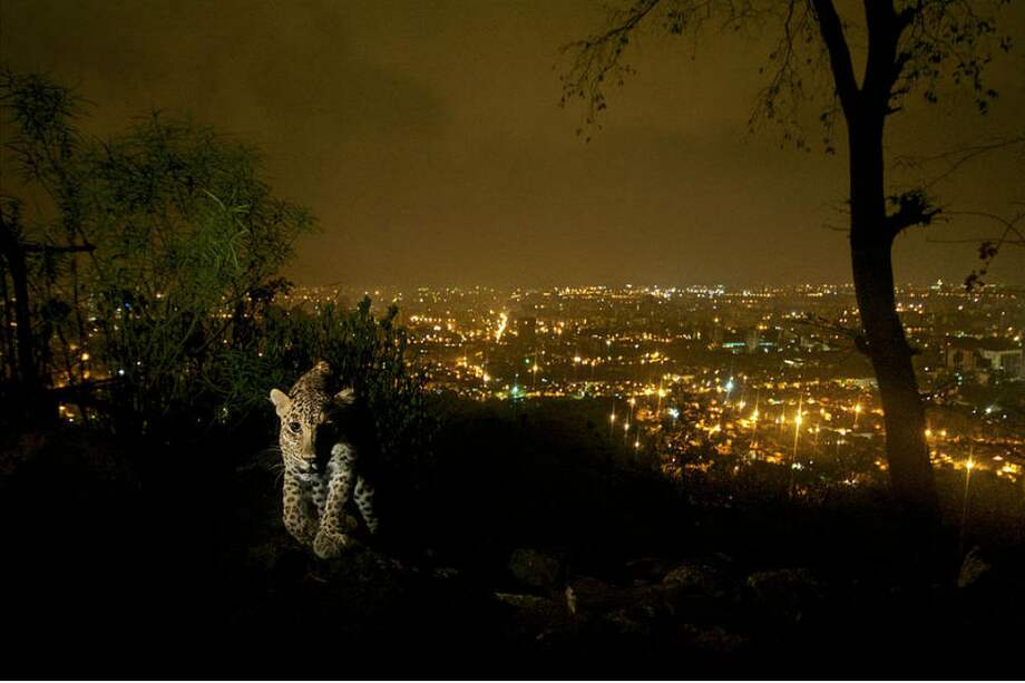 En el parque Nacional Sanjay Gandhi viven 35 leopardos en medio de la sexta ciudad más grande del mundo. / Steve Winter, National Geographic.