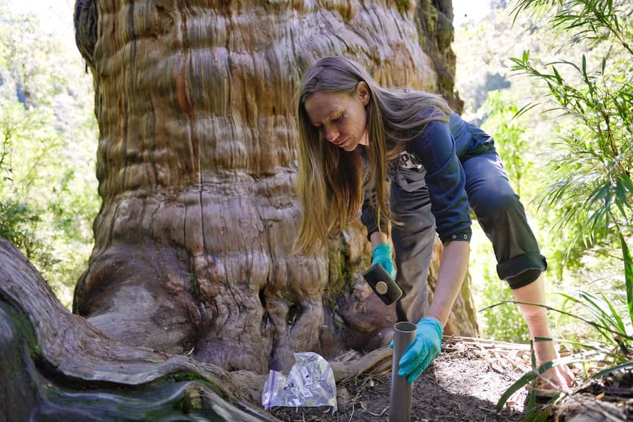 Toby Kiers, bióloga evolutiva y profesora, recibirá el premio de manera oficial durante una ceremonia en Ámsterdam el próximo 23 de abril.