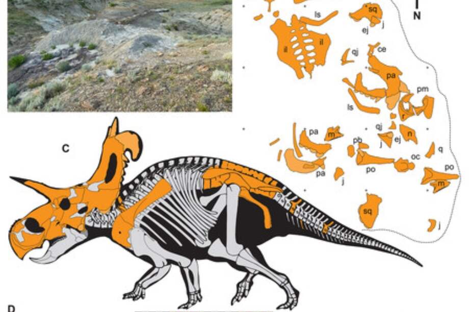 La especie Lokiceratops rangiformi fue encontrada en el estado de Montana, en Estados Unidos.