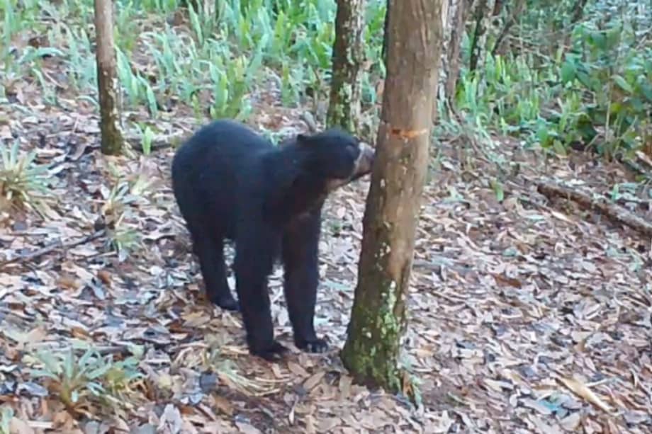Con este avistamiento, el departamento del Huila continúa consolidándose como una tierra con una presencia significativa de osos.