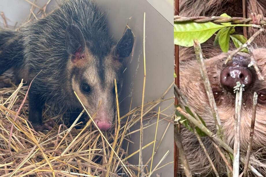 La CAR recibió un total de 1.020 animales víctimas de tráfico ilegal, pérdida de hábitat, accidentes o entregas voluntarias.