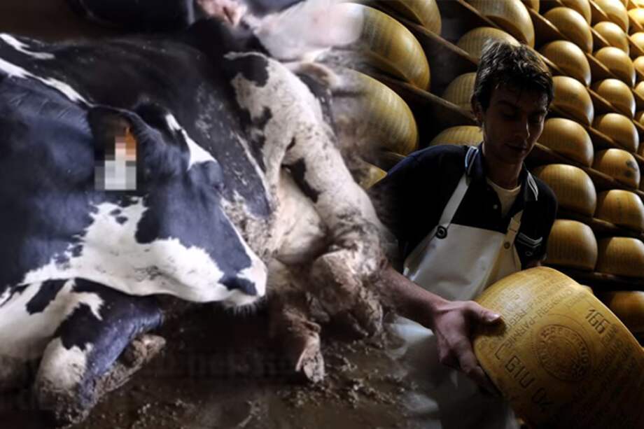 Documental revela el lado oscuro de la fabricación del queso parmesano
