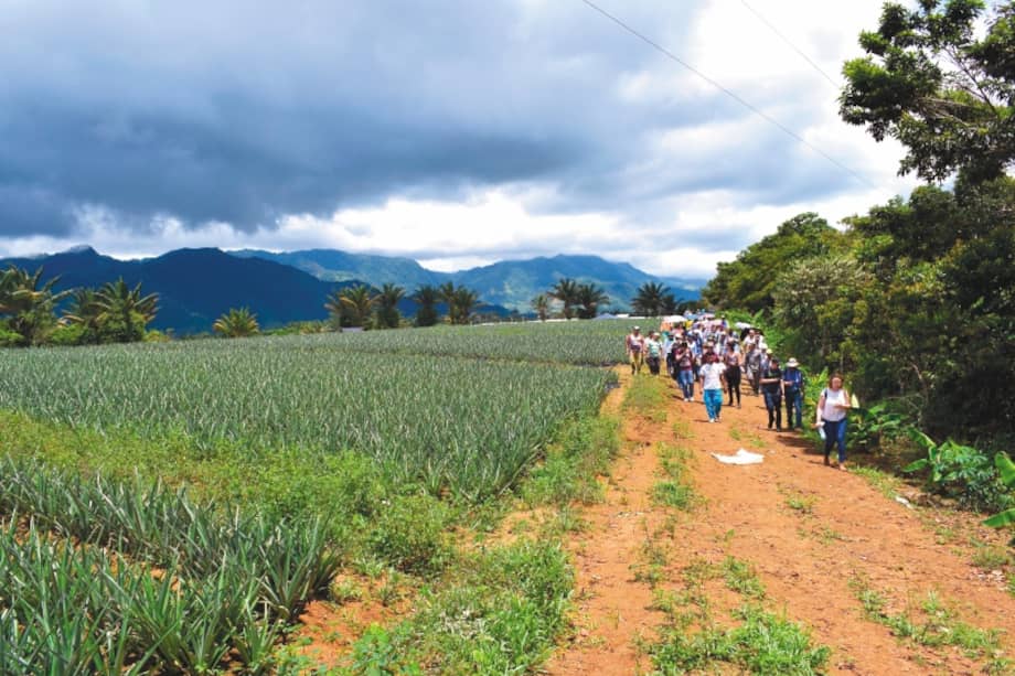 El cultivo de piña es el principal proyecto en este espacio de reincorporación de las Farc. Tienen 170.000 colinos sembrados y esperan obtener al menos 20.000 piñas por cosecha. / Cortesía ONU