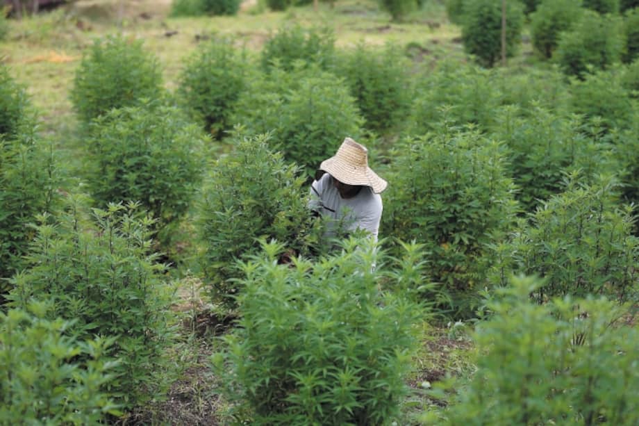 Foto de referencia: En Jambaló hay 600 personas inscritas en el gremio de cultivadores de marihuana, organización que regula el mercado de oferta y demanda para mantener un precio competitivo. / Mauricio Alvarado
