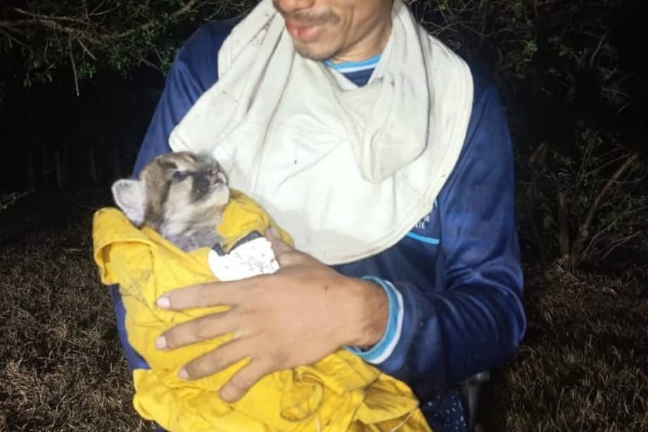 Guardaparques rescataron a este pequeño felino que fue puesto a salvo gracias al trabajo articulado con la Defensa Civil. /Parques Nacionales Naturales.