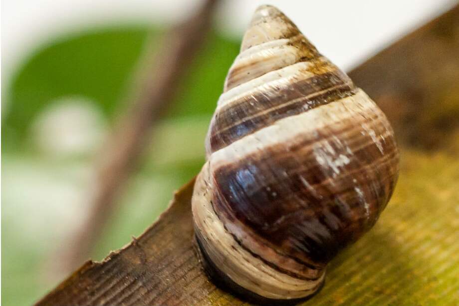 El caracol George llegó al laboratorio en el que falleció en 1997. / Cortesía Departament of Land and Natural Resources Hawaii