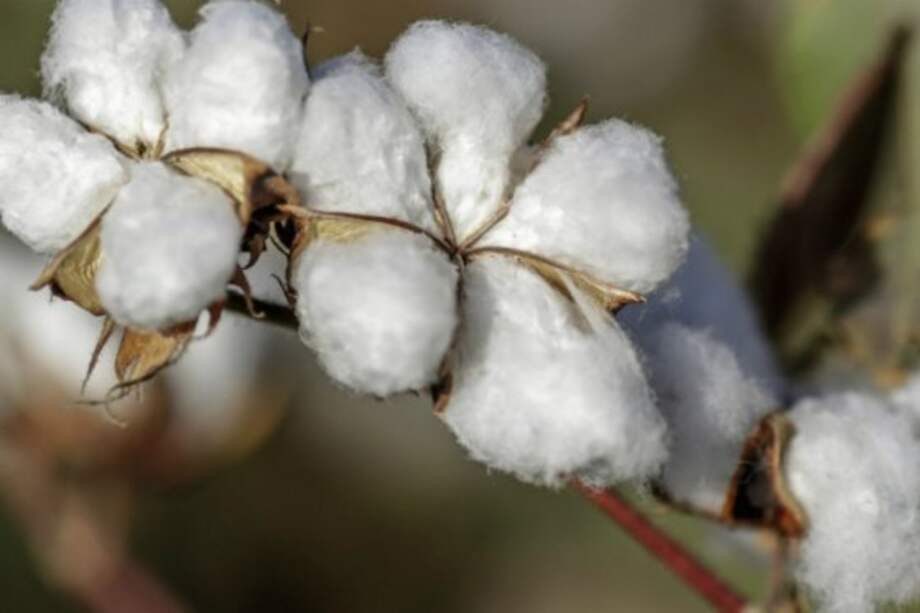 El gobierno de Turquía donará 30 variedades de semillas de algodón. / Archivo.