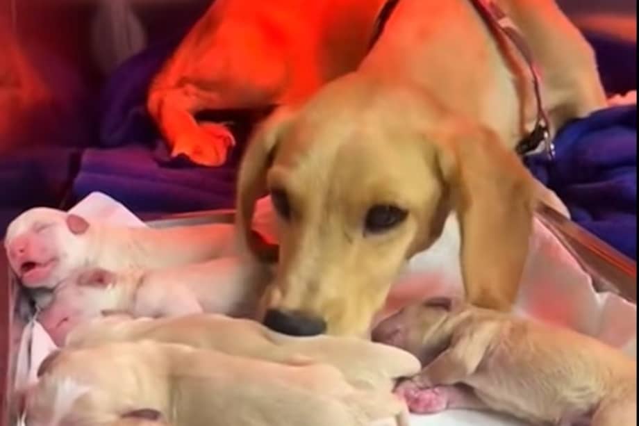 Miel fue rescatada de una estación de gasolina junto a una manada de perros abandonados.
