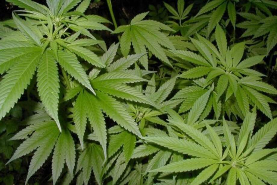 México comenzó histórico debate sobre la marihuana