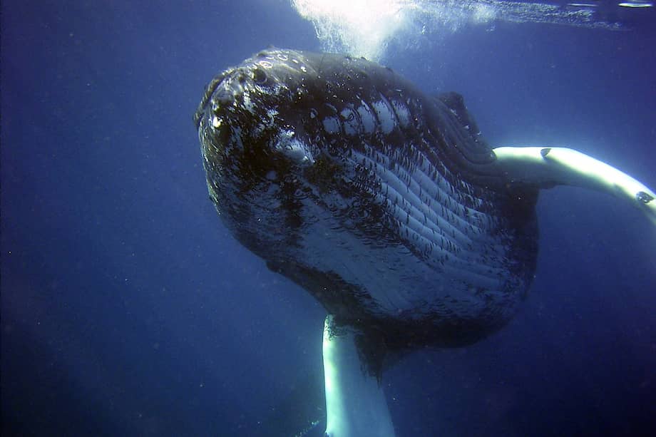 Imagen de referencia. En este modo de caza hay, por lo general, una ballena cazadora acompañada por entre uno y tres “cocazadores” de la misma especie.