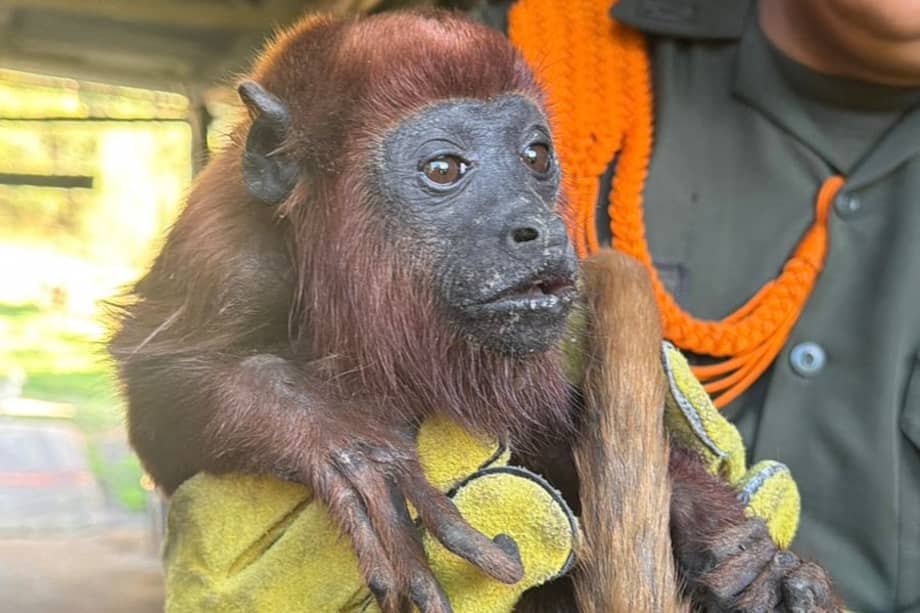 Las especies fueron halladas en situaciones de riesgo y quedaron bajo cuidado de la CAR para su valoración y rehabilitación.