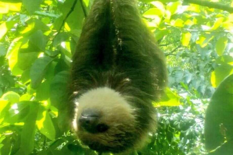 Corporación Autónoma Regional del Alto Magdalena