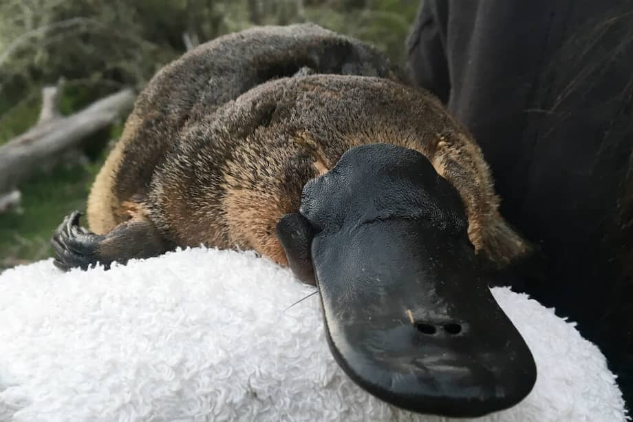 Los científicos dicen que el ornitorrinco está siendo empujado hacia la extinción como resultado del cambio climático. / EFE