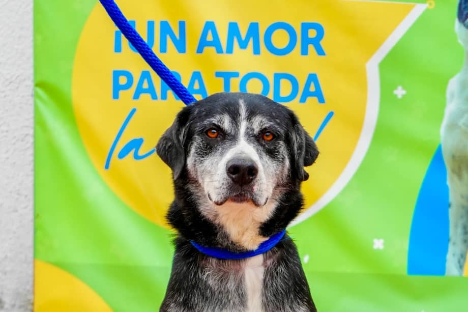 Los interesados deben cumplir requisitos básicos para garantizar una adopción responsable.