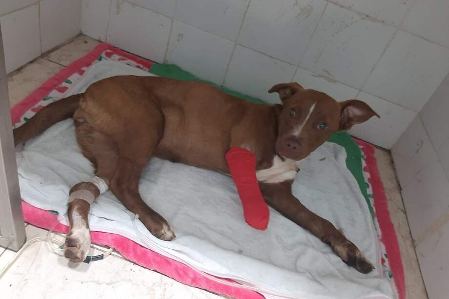 Ella es Luna. Según sus dueños, es una perra muy tierna, amigable y atlética.