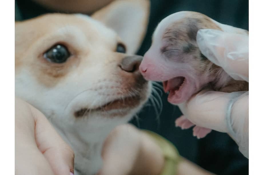 ¿Cómo saber si mi perra está embarazada?