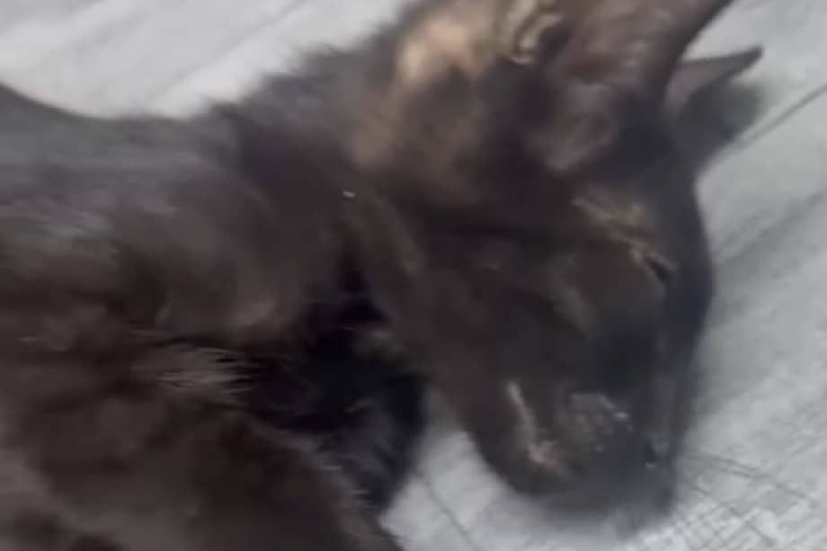 La Fundación Por Amor a Rocky lanza campaña de emergencia para salvar a un gatito.