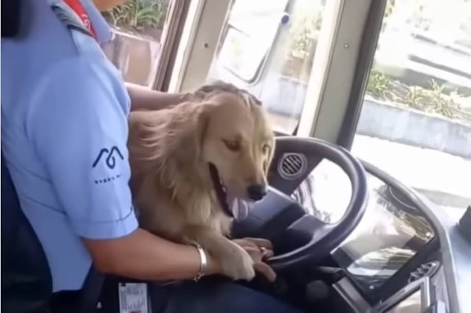Lejos de ignorarla o bajarla del vehículo, el conductor decidió ayudarla. Durante algunos minutos la dejó resguardarse dentro del bus para evitar que se lastimara.