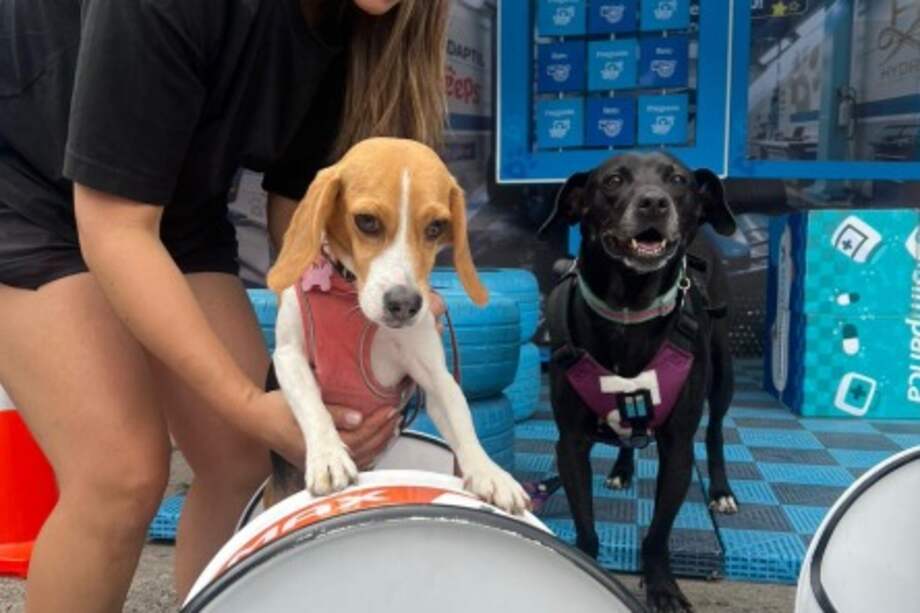 Cada jornada espera atender cerca de 150 mascotas durante los recorridos dominicales en la ciclovía. Las estaciones contarán con espacios de descanso, dinámicas lúdicas y asesoría de bienestar para perros.