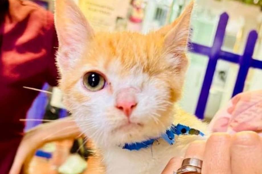 El caso de Buck invita a rechazar todo tipo de maltrato.