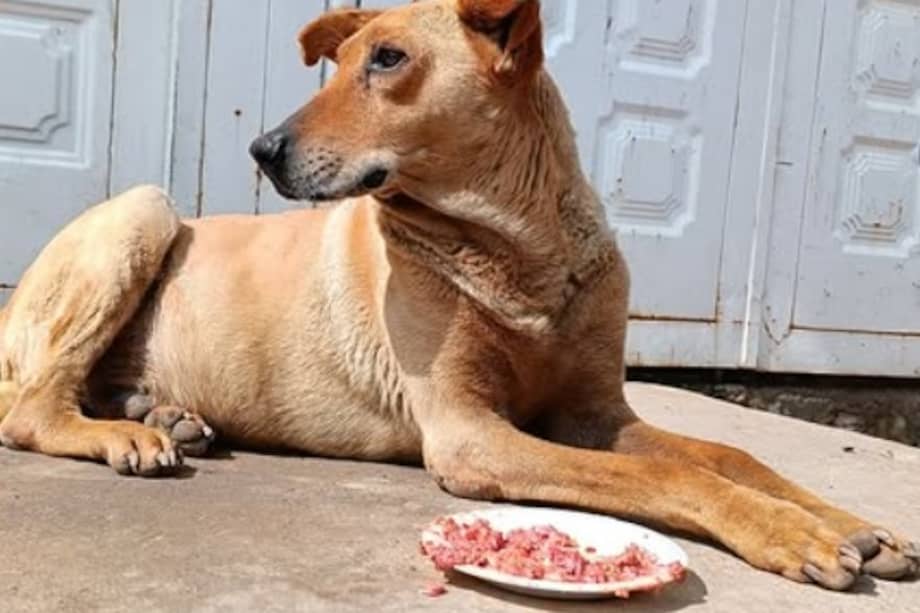 La iniciativa busca completar la meta de mil platos de comida y aún requiere el apoyo ciudadano para lograrlo.