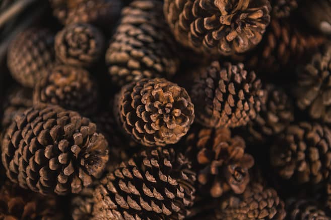 ¿Para qué sirven las piñas de los pinos? Los usos más comunes