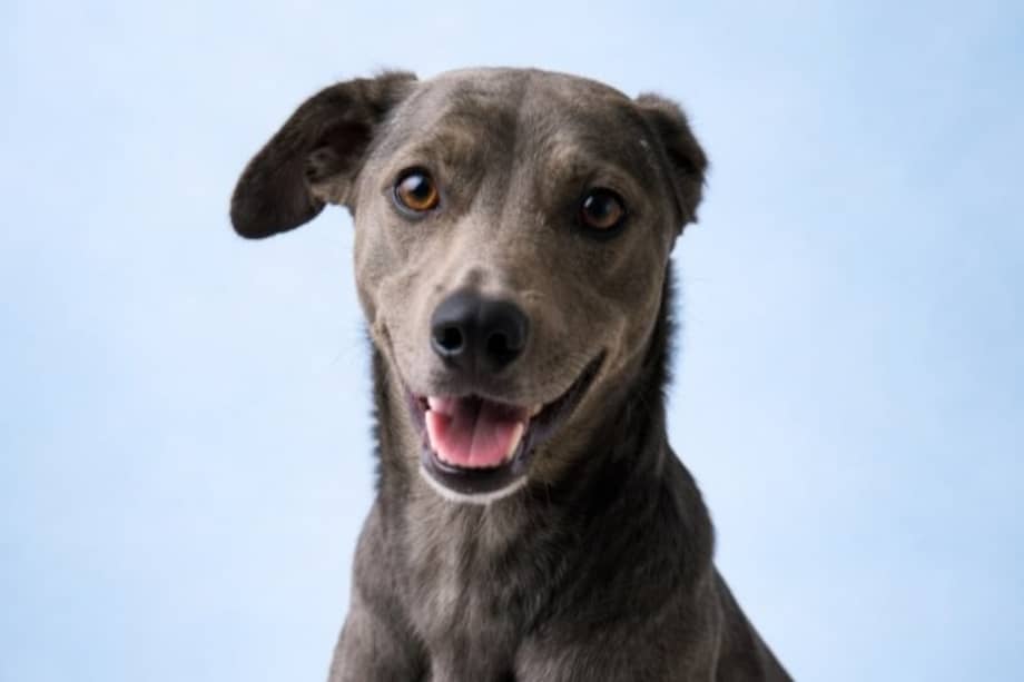 La organización reiteró su llamado a la adopción responsable y recordó que Antonio puede ser adoptado desde cualquier ciudad de Colombia.