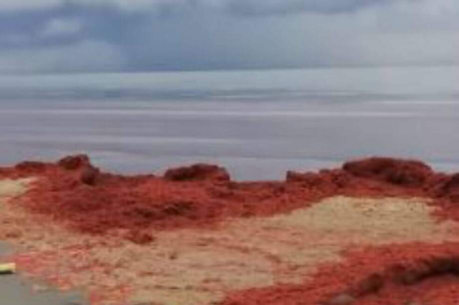 Las autoridades explicaron que este fenómeno continuará hasta mediados de octubre. / Captura de video de Twitter.