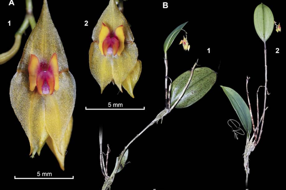 La nueva especie 'Lepanthes leonmoralesii' fue registrada en Santander y Norte de Santander.