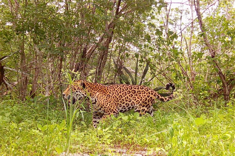 Fotografía sin fechar cedida por Tech4Nature, donde se observa a un ejemplar de Jaguar (Panthera onca), en la reserva de Dizlam de Bravo, en Yucatán (México).