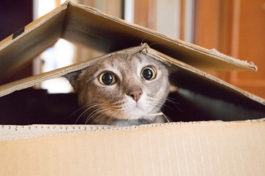 La única opción que tendrán aquellos que ya tienen una de estas mascotas será castrarlos, marcarlos con microchips y registrarlos ante las autoridades. / / iStock