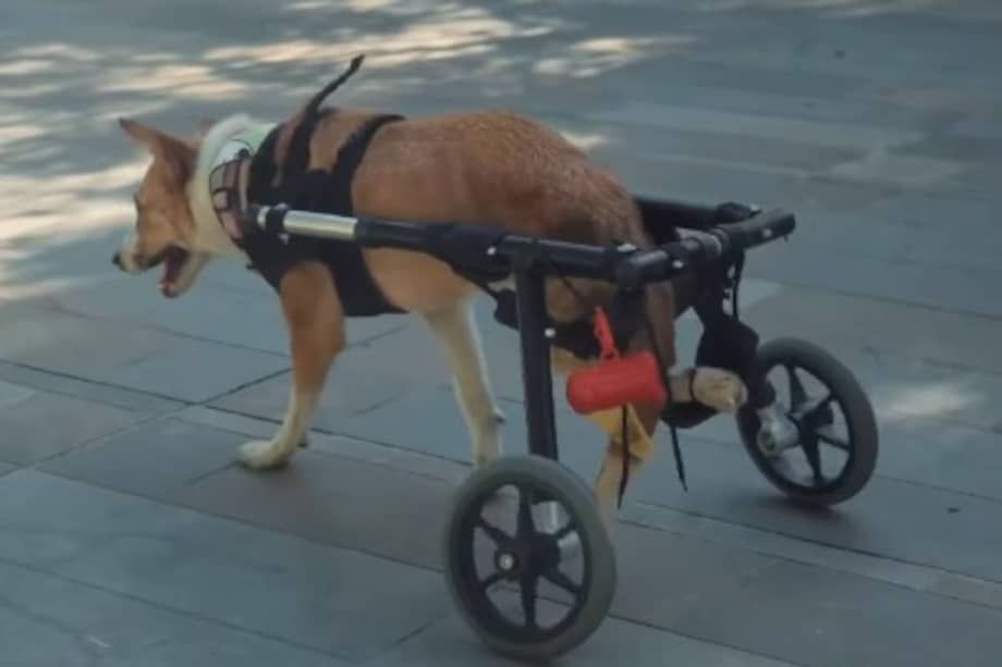 La jornada deportiva combina actividad física y bienestar animal, con distancias de 3, 5 y 10 kilómetros.