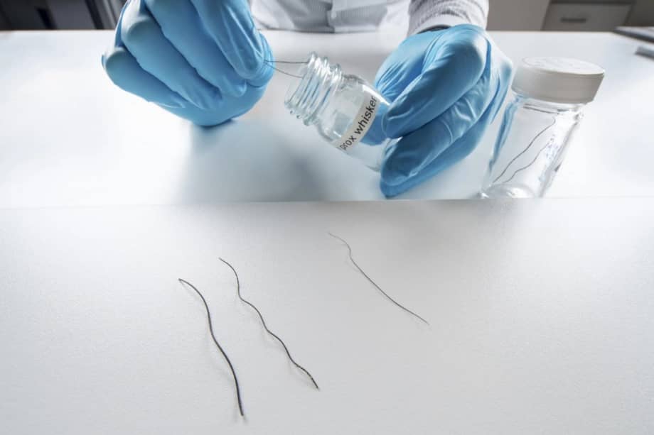 El equipo de investigadores trabajó para preparar bigotes de elefante de varias partes de la trompa del elefante para métodos avanzados de microscopía y caracterización. /MPI-IS/W. Scheible