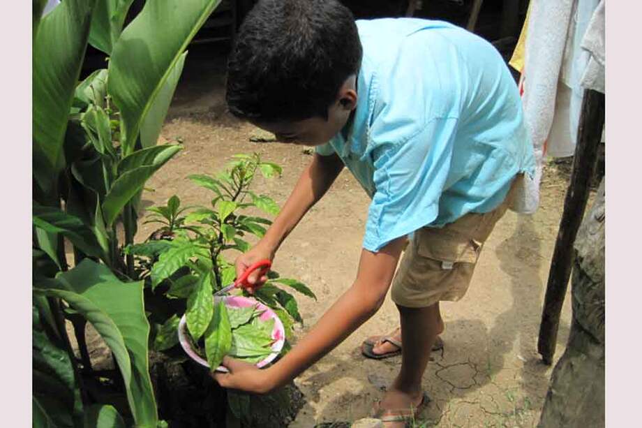 Niño en San Basilio de Palenque cortando hojas de bleo, planta con alto valor nutricional que cada vez es menos conocida por los jóvenes palenqueros. / Cortesía Cider