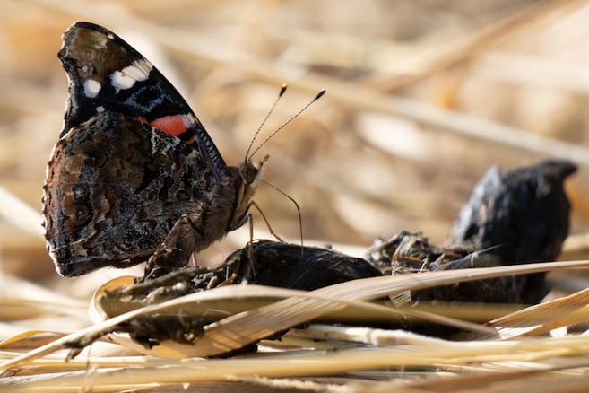 La Tierra tendría hasta tres veces más especies de insectos de las que se creía