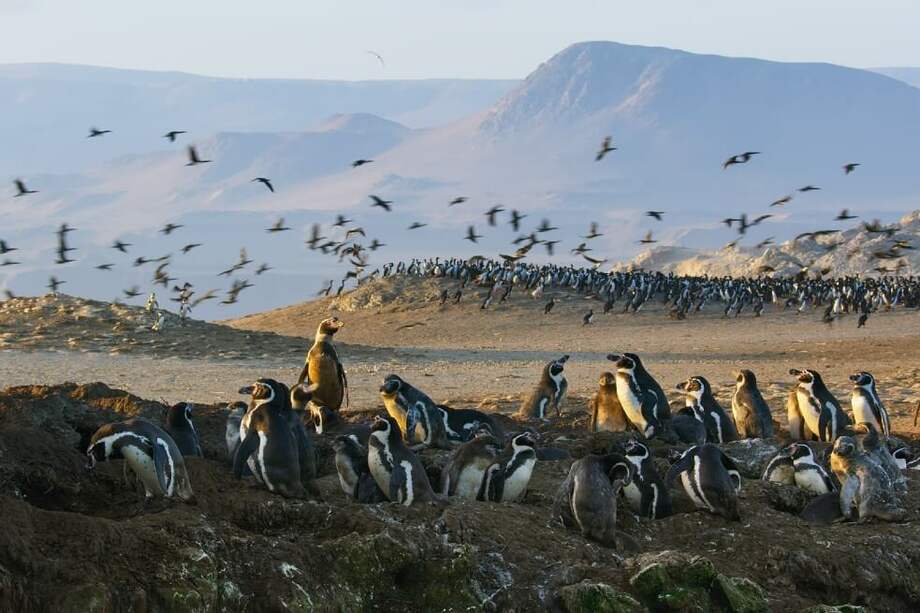 "Siete mundos, un planeta" se podrá ver el próximo 5 de junio, a las 8:05 p.m., por el canal de Discovery.