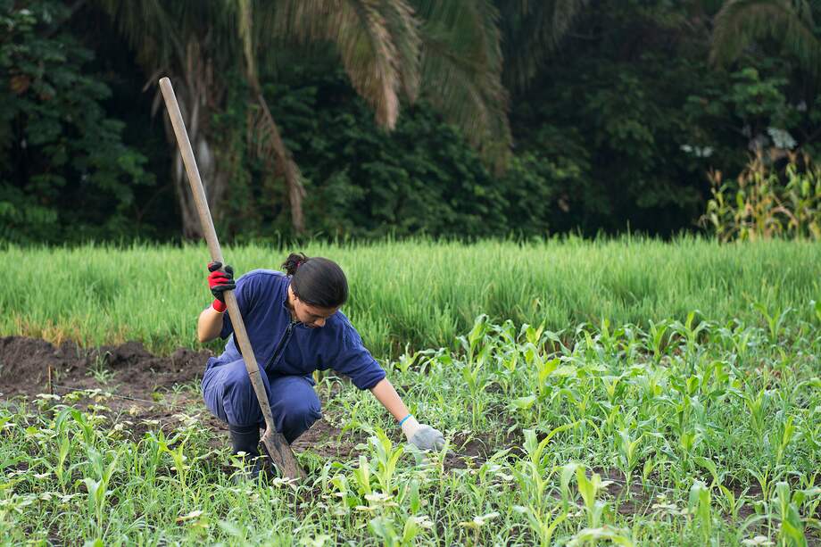 “Utopía” es un parque agroindustrial, a 12 kilómetros de Yopal.