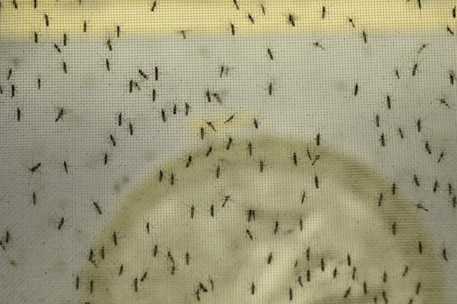 Mosquitos trasmisores del Zika en contenedores en un laboratorio de la SIU (Sede de Investigación Universitaria) de la Universidad de Antioquia. / AFP PHOTO / Raul ARBOLEDA